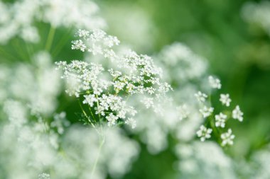 Anason çiçek alan. Yiyecek ve içecek madde.