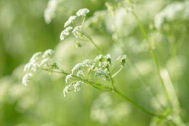 Anason çiçek alan. Yiyecek ve içecek madde.