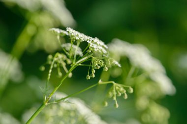 Anason çiçek alan. Yiyecek ve içecek madde.