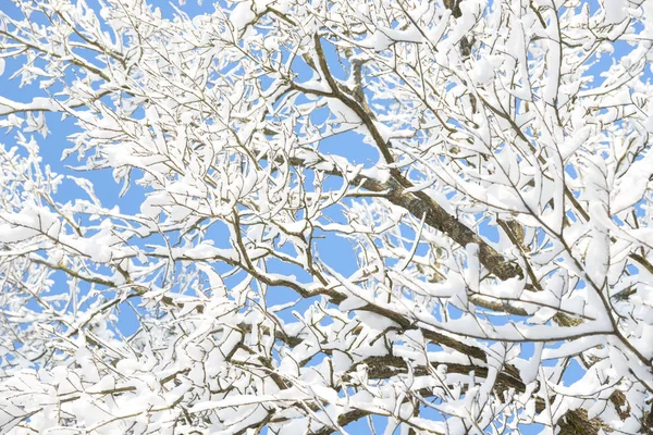 Winter Branches Covered Snow Frozen Tree Branch Winter Forest Winter Stock Picture