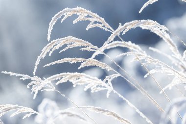 Çim buzun içinde donmuş dalları. Kışın donmuş çimen şube. Karla kaplı şube.