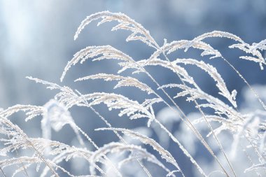 Çim buzun içinde donmuş dalları. Kışın donmuş çimen şube. Karla kaplı şube.