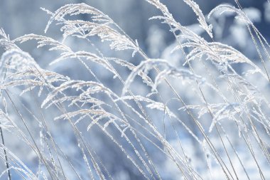 Çim buzun içinde donmuş dalları. Kışın donmuş çimen şube. Karla kaplı şube.