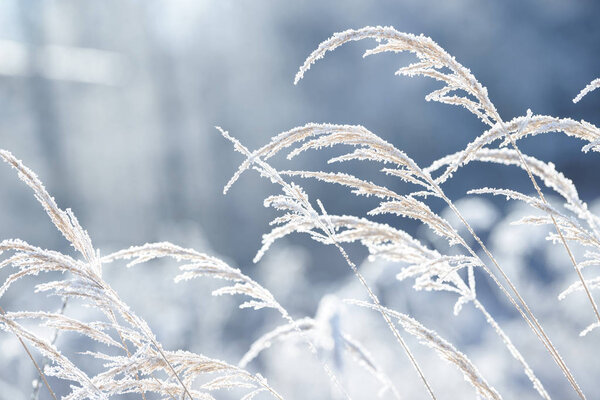 Grass branches frozen in the ice. Frozen grass branch in winter. Branch covered with snow.