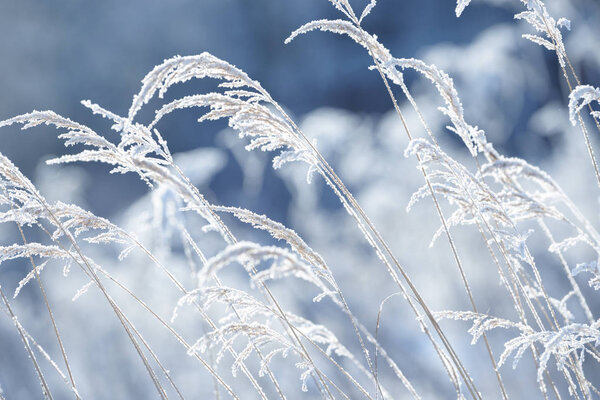 Grass branches frozen in the ice. Frozen grass branch in winter. Branch covered with snow.