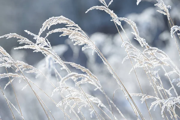 在冰里冻住的草枝 冬天的冻草树枝 被雪覆盖的分支 — 图库照片