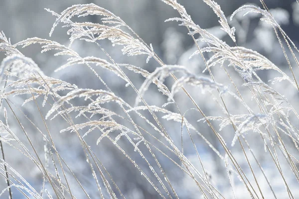 在冰里冻住的草枝 冬天的冻草树枝 被雪覆盖的分支 — 图库照片