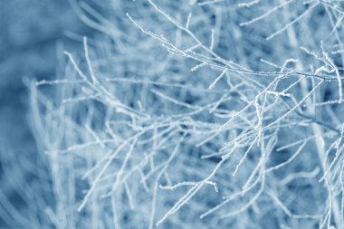 Kış dalları karla kaplıdır. Kış ormanında donmuş ağaç dalı. Kış orman manzarası.