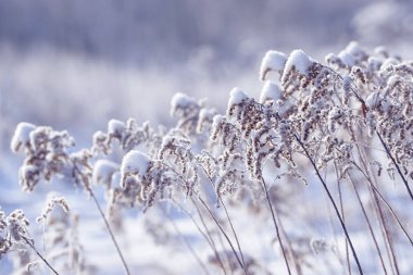 Çim buzun içinde donmuş dalları. Kışın donmuş çimen şube. Karla kaplı şube.