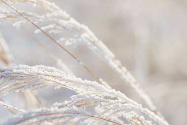 Çim buzun içinde donmuş dalları. Kışın donmuş çimen şube. Karla kaplı şube.