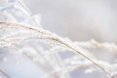 Çim buzun içinde donmuş dalları. Kışın donmuş çimen şube. Karla kaplı şube.