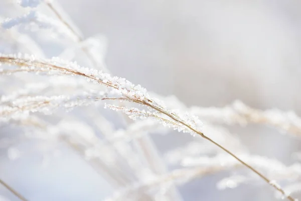 Grass branches frozen in the ice. Frozen grass branch in winter. Branch covered with snow.