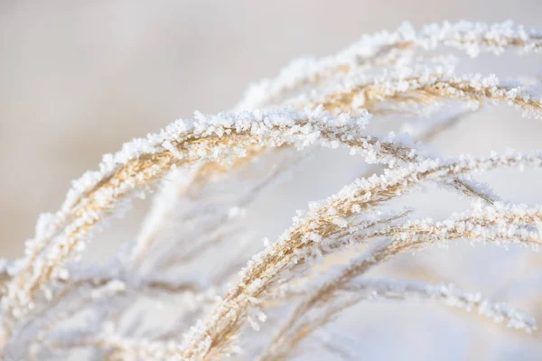 在冰里冻住的草枝 冬天的冻草树枝 被雪覆盖的分支 — 图库照片