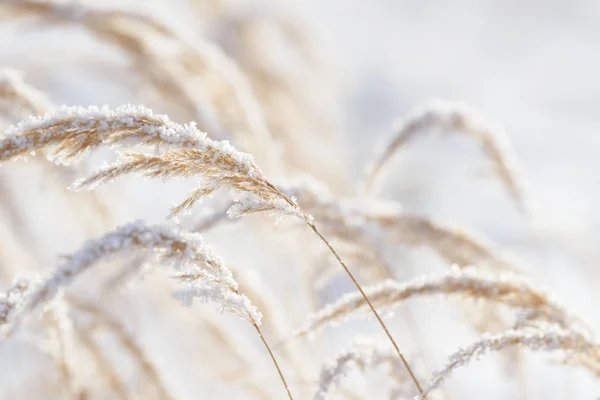 在冰里冻住的草枝 冬天的冻草树枝 被雪覆盖的分支 — 图库照片