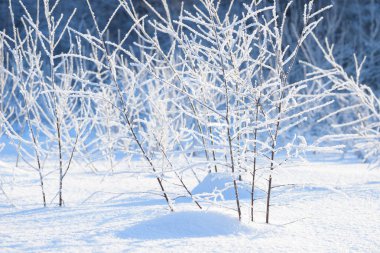 Kış dalları karla kaplı. Kış orman ağaç ve çalı dalında donmuş. Kış orman manzarası.