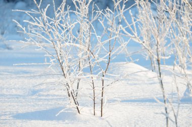 Kış dalları karla kaplı. Kış orman ağaç ve çalı dalında donmuş. Kış orman manzarası.