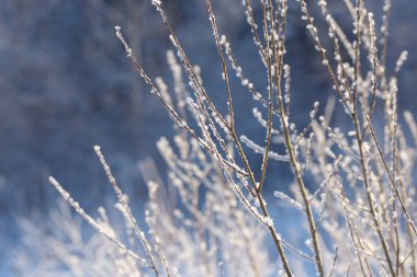 Kış dalları karla kaplı. Kış orman ağaç ve çalı dalında donmuş. Kış orman manzarası.