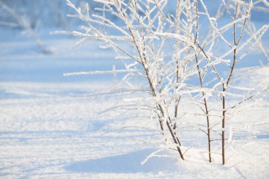 Kış dalları karla kaplı. Kış orman ağaç ve çalı dalında donmuş. Kış orman manzarası.