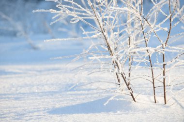 Kış dalları karla kaplı. Kış orman ağaç ve çalı dalında donmuş. Kış orman manzarası.