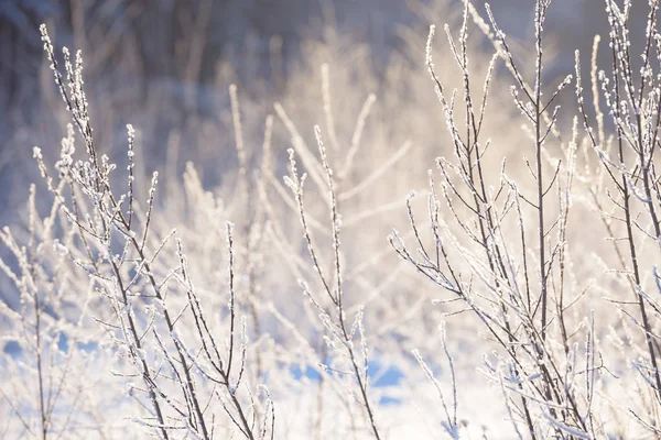 冬天的树枝上覆盖着雪 冬林中的冰冻树和灌木树枝 冬季森林景观 — 图库照片