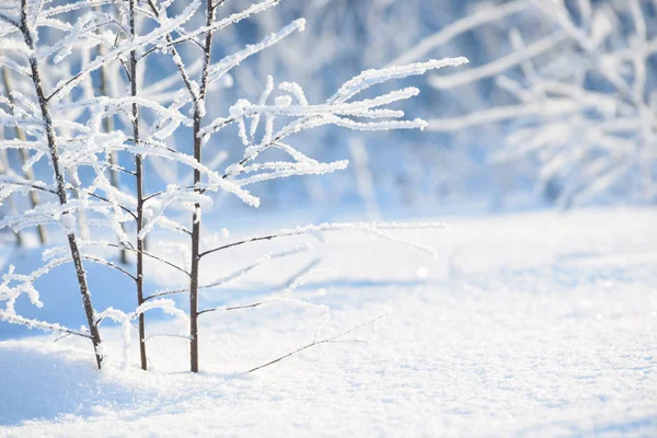 Kış dalları karla kaplı. Kış orman ağaç ve çalı dalında donmuş. Kış orman manzarası.