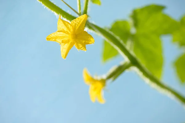 Pepino Joven Creciendo Invernadero Flor Pepino Amarillo Cultivo Hortalizas —  Fotos de Stock