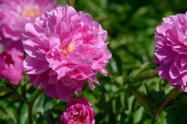 Şakayık çiçeği. Bahçede açan kırmızı beyaz ve mor şakayık çiçekleri. Çoklu renkli şakayıklar makro yakın çekim arkaplanı.
