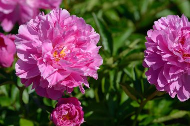 Şakayık çiçeği. Bahçede açan kırmızı beyaz ve mor şakayık çiçekleri. Çoklu renkli şakayıklar makro yakın çekim arkaplanı.