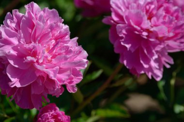 Şakayık çiçeği. Bahçede açan kırmızı beyaz ve mor şakayık çiçekleri. Çoklu renkli şakayıklar makro yakın çekim arkaplanı.