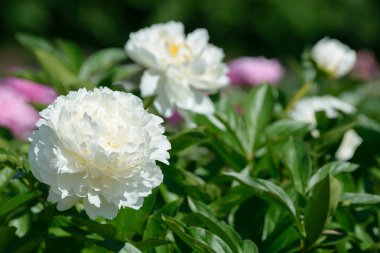 Şakayık çiçeği. Bahçede açan kırmızı beyaz ve mor şakayık çiçekleri. Çoklu renkli şakayıklar makro yakın çekim arkaplanı.