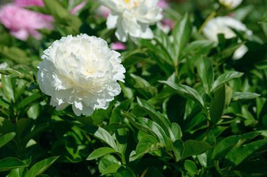 Şakayık çiçeği. Bahçede açan kırmızı beyaz ve mor şakayık çiçekleri. Çoklu renkli şakayıklar makro yakın çekim arkaplanı.