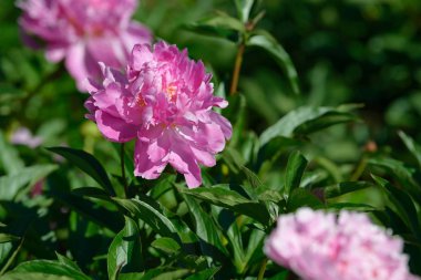 Şakayık çiçeği. Bahçede açan kırmızı beyaz ve mor şakayık çiçekleri. Çoklu renkli şakayıklar makro yakın çekim arkaplanı.