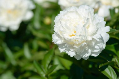 Şakayık çiçeği. Bahçede açan kırmızı beyaz ve mor şakayık çiçekleri. Çoklu renkli şakayıklar makro yakın çekim arkaplanı.