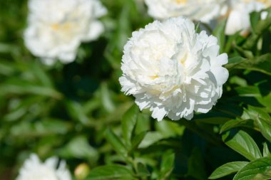 Şakayık çiçeği. Bahçede açan kırmızı beyaz ve mor şakayık çiçekleri. Çoklu renkli şakayıklar makro yakın çekim arkaplanı.