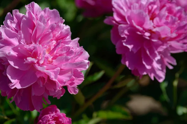 Şakayık çiçeği. Bahçede açan kırmızı beyaz ve mor şakayık çiçekleri. Çoklu renkli şakayıklar makro yakın çekim arkaplanı.