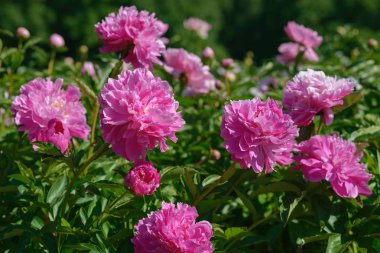 Şakayık çiçeği. Bahçede açan kırmızı beyaz ve mor şakayık çiçekleri. Çoklu renkli şakayıklar makro yakın çekim arkaplanı.