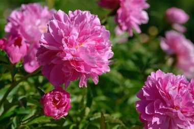 Şakayık çiçeği. Bahçede açan kırmızı beyaz ve mor şakayık çiçekleri. Çoklu renkli şakayıklar makro yakın çekim arkaplanı.