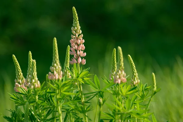 ルピナス ルピナス ピンク紫と青の花とルピナスのフィールド 夏のチューリップの束花の背景 — ストック写真