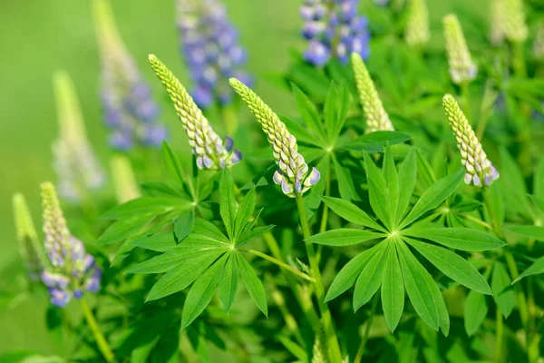 Lupinus Lupin Vlčí Pole Růžovými Purpurovými Modrými Květy Bunch Lupines — Stock fotografie