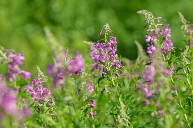 Çiçekli ateş weed pembe çiçekler (Epilobium veya Chamerion angustifolium). Çiçekli söğüt-ot veya çiçekli sally.