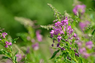Çiçekli ateş weed pembe çiçekler (Epilobium veya Chamerion angustifolium). Çiçekli söğüt-ot veya çiçekli sally.