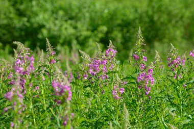 Çiçekli ateş weed pembe çiçekler (Epilobium veya Chamerion angustifolium). Çiçekli söğüt-ot veya çiçekli sally.