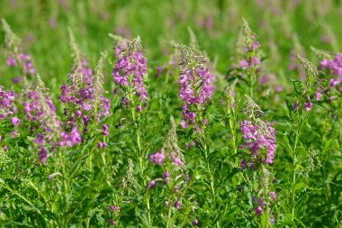 Çiçekli ateş weed pembe çiçekler (Epilobium veya Chamerion angustifolium). Çiçekli söğüt-ot veya çiçekli sally.