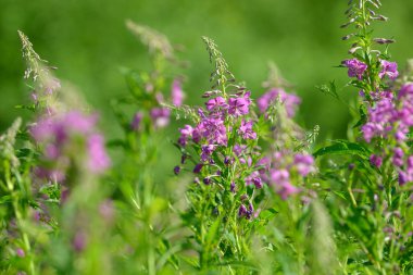 Çiçekli ateş weed pembe çiçekler (Epilobium veya Chamerion angustifolium). Çiçekli söğüt-ot veya çiçekli sally.