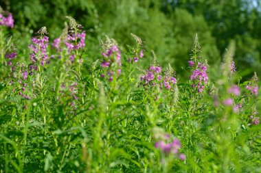 Çiçekli ateş weed pembe çiçekler (Epilobium veya Chamerion angustifolium). Çiçekli söğüt-ot veya çiçekli sally.