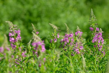 Çiçekli ateş weed pembe çiçekler (Epilobium veya Chamerion angustifolium). Çiçekli söğüt-ot veya çiçekli sally.