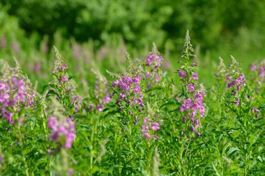 Çiçekli ateş weed pembe çiçekler (Epilobium veya Chamerion angustifolium). Çiçekli söğüt-ot veya çiçekli sally.