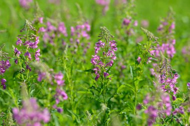 Çiçekli ateş weed pembe çiçekler (Epilobium veya Chamerion angustifolium). Çiçekli söğüt-ot veya çiçekli sally.