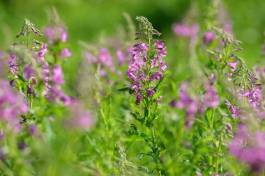 Çiçekli ateş weed pembe çiçekler (Epilobium veya Chamerion angustifolium). Çiçekli söğüt-ot veya çiçekli sally.