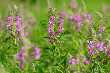 Çiçekli ateş weed pembe çiçekler (Epilobium veya Chamerion angustifolium). Çiçekli söğüt-ot veya çiçekli sally.